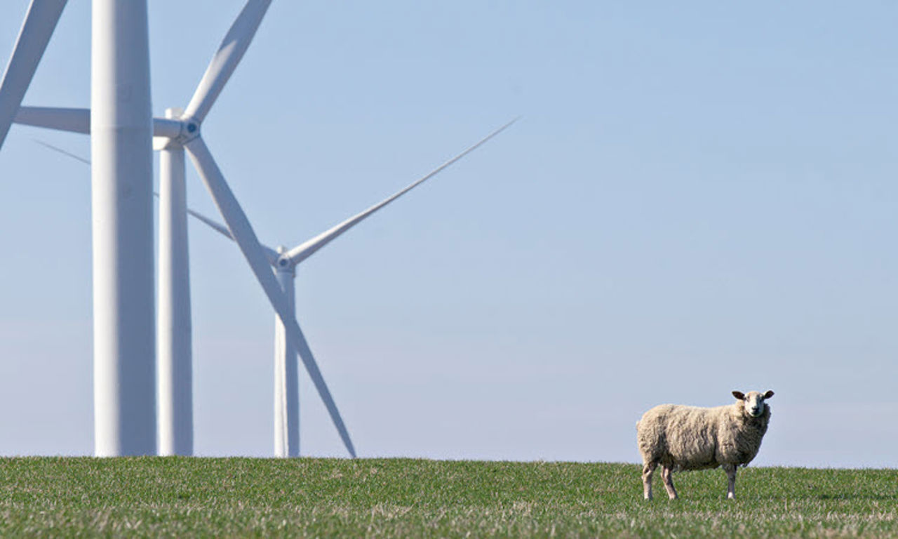 wind turbines and sheep