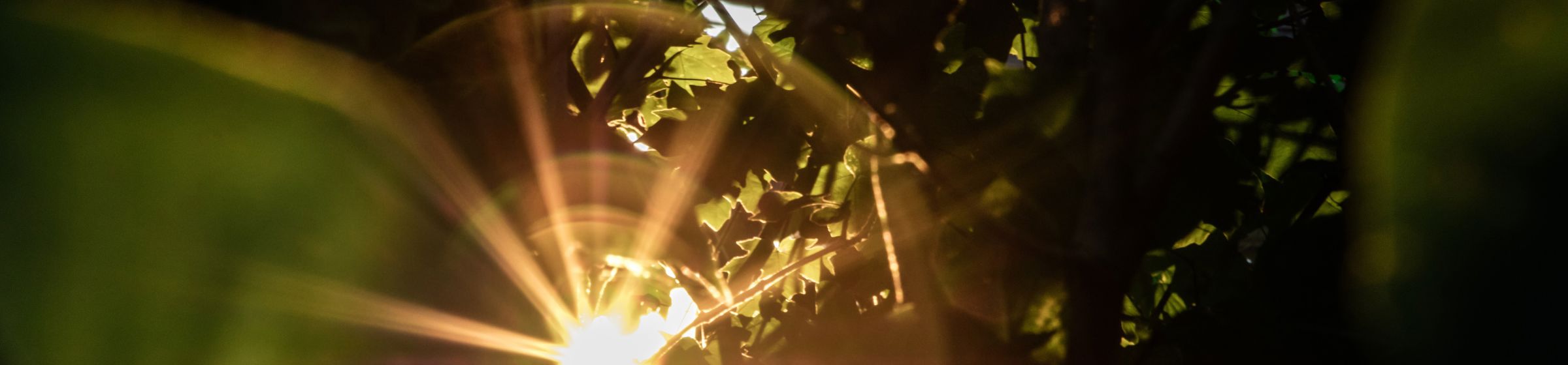 Sun shining through leaves