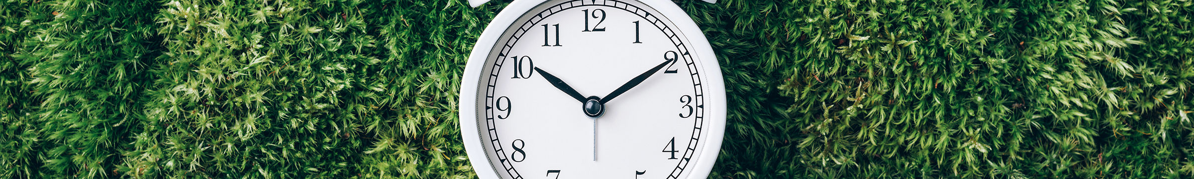 White clock on green leaves