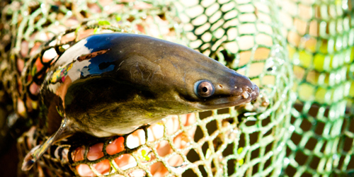 Eels in net